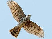 Accipiter nisus